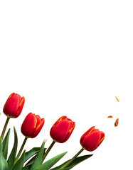 Red tulips in a bouquet against a black background