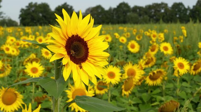 Single sunflower bloom with bee foraging in vast agricultural field during peak flowering season. Macro view showcasing pollinator activity in summer countryside landscape. High quality 4k footage