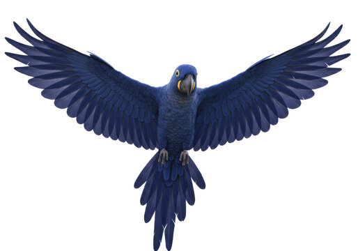 Isolated Hyacinth Macaw bird with wings spread, vibrant blue plumage, tropical wildlife - Powered by Adobe
