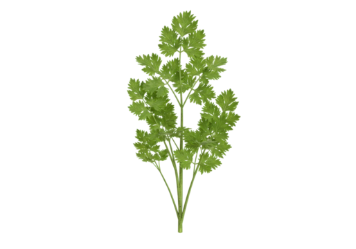 Isolated greenery sprig of chervil in a studio for culinary herbs presentation and usage
