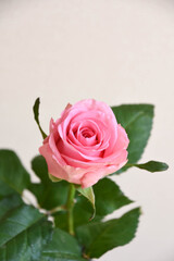 ピンクのばら