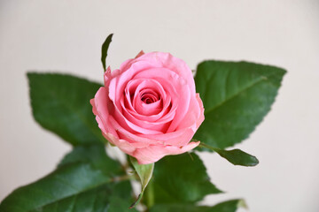 ピンクのばら