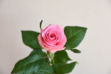 ピンクのばら