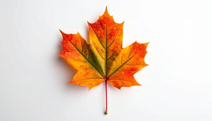 Fototapeta premium Maple leaf on white, autumn gradient and quiet transformation.