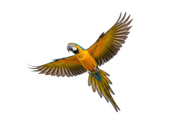 Isolated Gold and Blue Macaw Parrot Flying Bird on Bright Colorful Plumage Wings Span