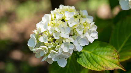 Close-up of a White Hydrangea Flower with Green Leaves and Blurred Background image photo
