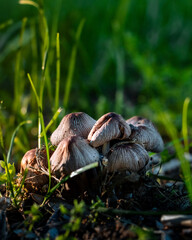 Cluster of mica cap mushrooms on forest floor—delicate textures and earthy tones in a serene natural setting.