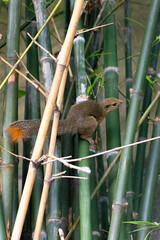 Plantain squirrel running through the city skyline