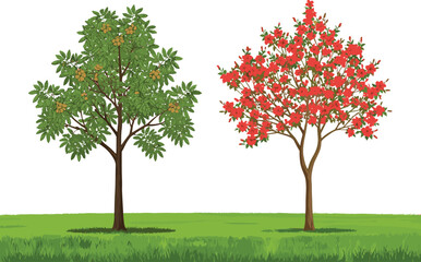 tree, foliage, blossom, seasonal, fruit, flowering, autumn, nature, landscape, vector, illustration, green, red, orange, trunk, contrast, growth, concept, design, flora, comparison