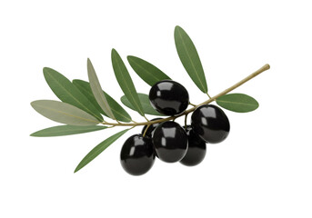 Black Olives on a Branch PNG Illustration Isolated on Transparent Background Delicious and Healthy Food Ingredient