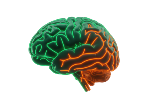 Human brain anatomy model isolated on transparent background PNG medical illustration of cerebrum and cerebellum for science education