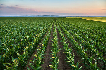 Young corn plants growing in field at sunset