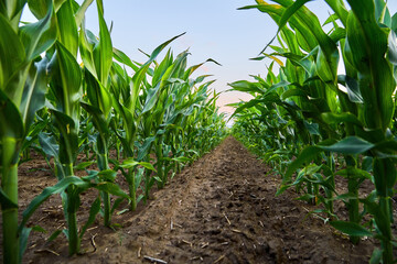 Green cornfield plants growing in fertile farm soil