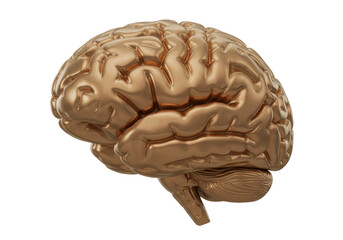 Anatomical Brain Model PNG Isolated on Transparent Background Human Organ Medical Illustration Healthcare Concept Neurology Study