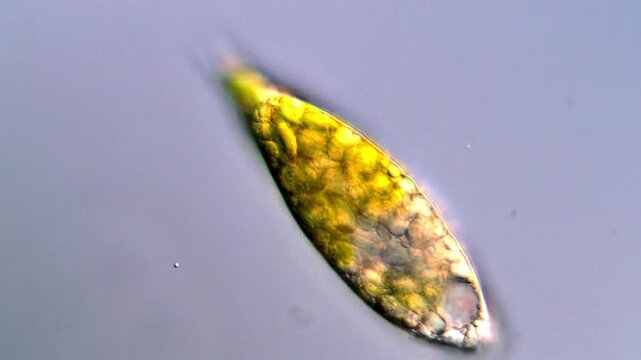 Movement of freshwater euglena under DIC microscope 