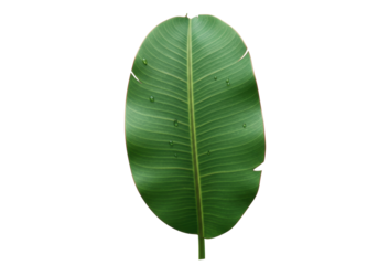 Isolated lush green banana leaf with water droplets, tropical plant on display, fresh