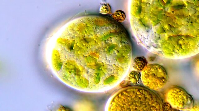 Microscope view of Green algae cells, pond water sample 1000x