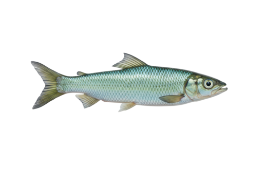 Isolated Silver Mullet fish swimming, marine wildlife, seafood, ocean life, animal closeup