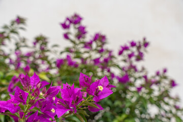 Fototapeta premium Bright purple bougainvillea blossoms bloom against a light wall. The colors are intense and vibrant.