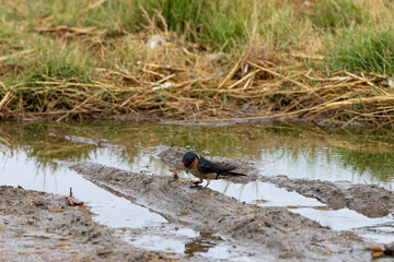 Pacific Swallow feeding on an insect in a marsh