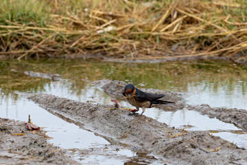 Pacific Swallow feeding on an insect in a marsh