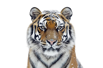 Fototapeta premium Bengal tiger roaring in the wild isolated on transparent background