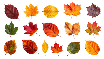 Fototapeta premium Autumn leaves arranged in a grid