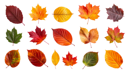 Autumn leaves arranged in a grid