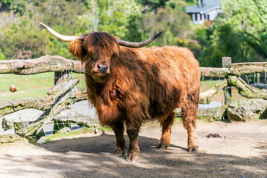 A Highland cow with a long shaggy coat and large horns stands calmly near a rustic wooden fence on a sunny day