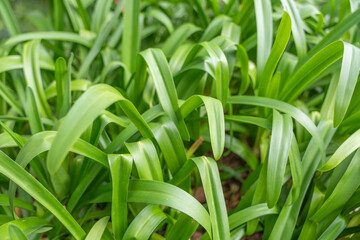 The elongated, glossy leaves of the African lily fill the frame. The rich green color creates a fresh and vibrant effect.