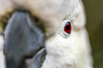 A macro photograph showing the vivid red eye and feather textures of a white parro