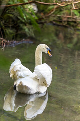 A graceful swan with spread wings glides on a reflective pond surrounded by nature.