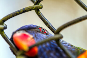 A colorful parrot with a bright red eye peers through a metal cage in a close-up shot