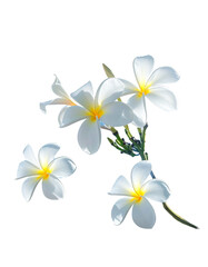 Naklejka premium Close-up of white plumeria blossoms