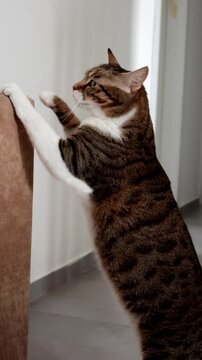 Cat scratching furniture indoors