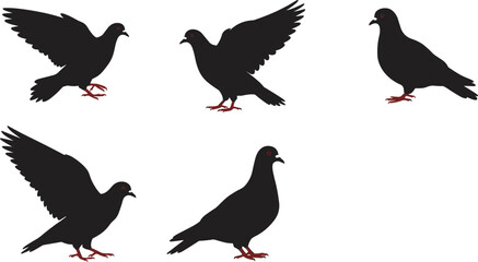 Fototapeta premium PrintSilhouette pigeons flying, walking, standing, landing, bird flock illustration, black white contrast, red feet detail, urban wildlife, vector design
