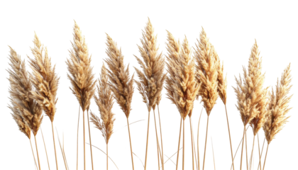Dried pampas grass.  Close-up row