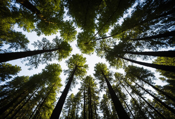 Photo Spherical image of forest canopy from ground Level