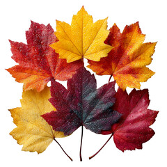 Collection of autumn maple leaves in orange yellow and red isolated on transparent background seasonal decoration