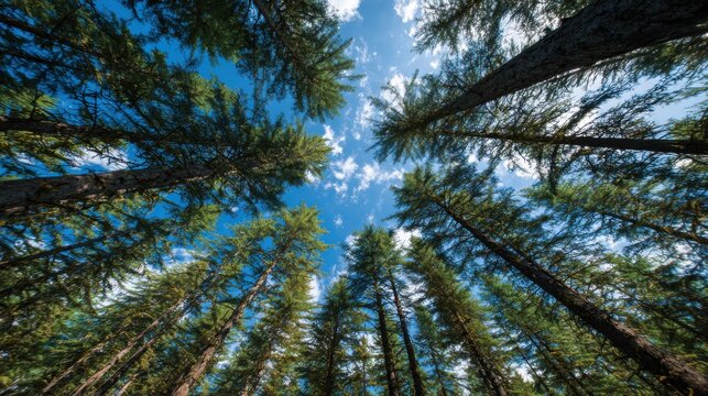 Coniferous forest canopy viewed from below