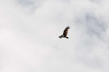Brahminy Kite Eagle flying across the sky in Malaysia