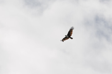 Brahminy Kite Eagle flying across the sky in Malaysia