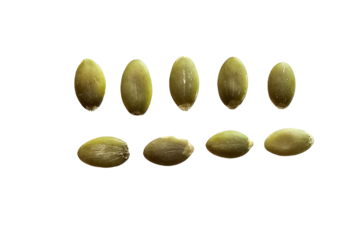 Green pumpkin seeds arranged in a row excluded on a transparent surface cut out