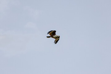 Brahminy Kite Eagle flying across the sky in Malaysia