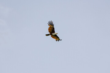 Brahminy Kite Eagle flying across the sky in Malaysia