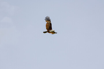 Brahminy Kite Eagle flying across the sky in Malaysia