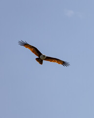 Brahminy Kite Eagle flying across the sky in Malaysia