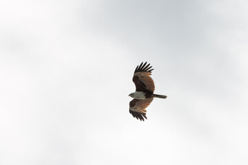 Brahminy Kite Eagle flying across the sky in Malaysia