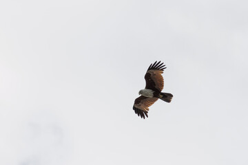 Brahminy Kite Eagle flying across the sky in Malaysia