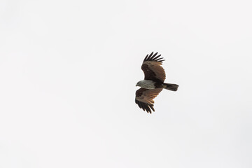Brahminy Kite Eagle flying across the sky in Malaysia